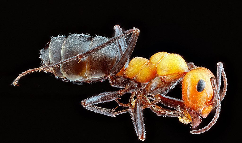 Ant Control service in Carmichael, CA