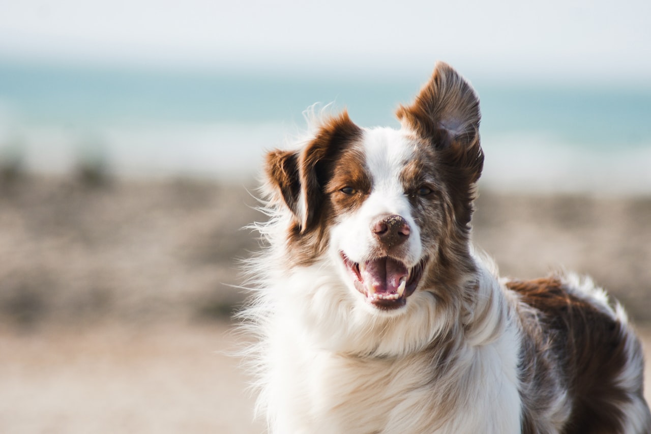 Flea & Tick Control service in Carmichael, CA