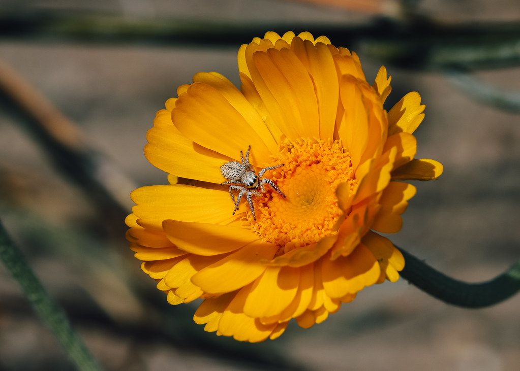 Spider Control service in Carmichael, CA